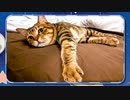 カワイスギクライシス ED実写画像まとめ