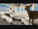 【豚王 コメ無】北海道旅配信 おはようございます☀️。2023年6月13日