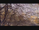 Japanese Waka