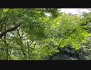 八国山緑地 11:19am (HPL8 バイノーラル)