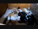 【生後21日の終わり】母に会えて嬉しい子猫たち