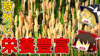 【ゆっくり解説】つくしの栄養について解説！