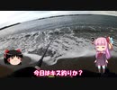 琴葉姉妹と行く釣行記録（海釣り編part32）