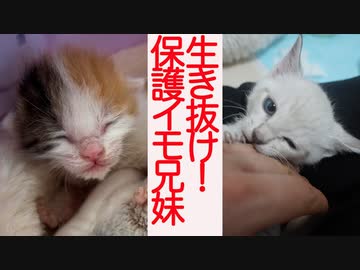 【子猫】生き抜き育て！保護イモ兄妹