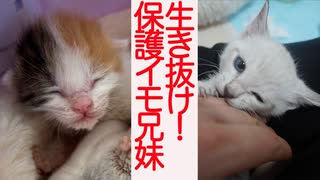 【子猫】生き抜き育て！保護イモ兄妹