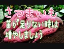サツマイモの苗を増やす方法