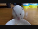 ハムスター飼いました。その147～2023年6月だよ!!体重測定だよ!!～