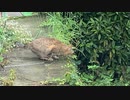 【野良猫】黒　捜索中