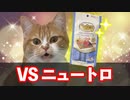 【高級めし】ニュートロを食べる！！/ 猫 ねこ動画【#03】