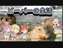 【timberborn】ビーバーとおねーちゃん その２