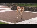 ぶらり散歩　#136　2023/6/19
