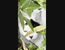 猫がいたので撮影した