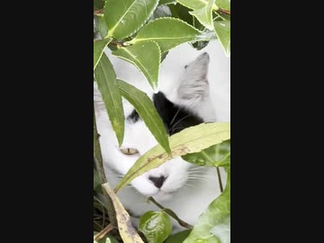 猫がいたので撮影した