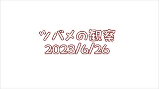 つばめの観察2023No019