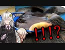 【ジャパニーズクッション！？】気まぐれ黒鯛師の釣り風景その12【VOICEROIDフィッシング】
