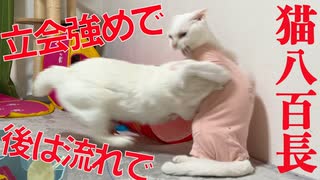 猫八百長！立ち会い強めで、後は流れで