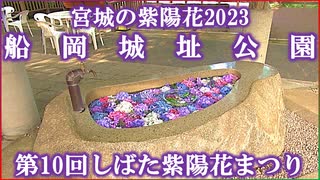 【宮城の紫陽花2023】第10回しばた紫陽花まつり 船岡城址公園 2023/06/26