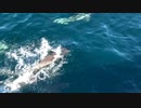 mini clip→dolphin