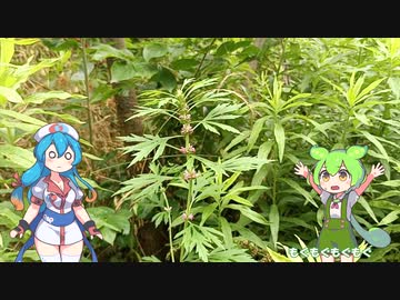 "小さなマリファナ"をむしゃむしゃするずんだもん