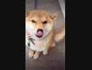 はやはなな