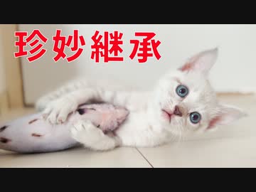 【子猫】イモ姉妹、珍妙ワザをマスターする