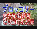 ブロッコリーの育て方 −脇芽を取り続ける方法