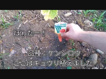 第4期カツドンチャンネル　モクモクと働いて、行動して、日々前進✊　+スグリ収穫+肥料ウンチク