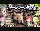 【timberborn】ビーバーとおねーちゃん その3