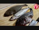 お魚捌いて刺し盛食べるゾ！