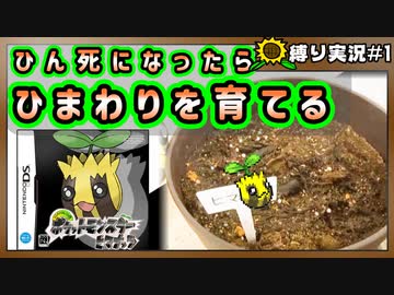 【実況】ヒマナッツがひん死になったら現実で向日葵を育てる縛り（BW版）