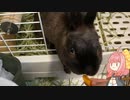 【ウサギ】うさうさざつだん　六月号【琴葉茜】