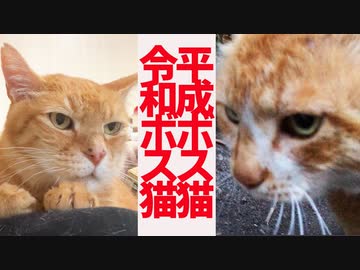 平成のボス猫と令和のボス猫、ふたりの交差点