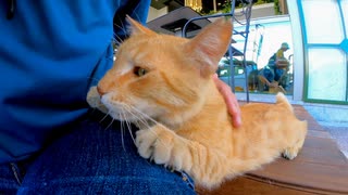 カフェの前で寝ていた猫をナデナデすると懐いてきてカワイイ