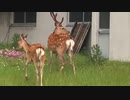 ぶらり散歩　#141　2023/6/29