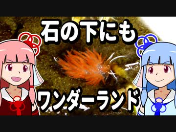 【琴葉姉妹の磯遊び】石の下にもワンダーランド【VOICEROID解説】