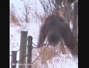 ホモと見る飛ぶのを失敗するフクロウ