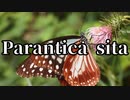 【シノビガミ】Parantica sita（一話完結）