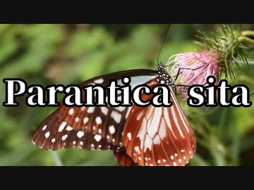 【シノビガミ】Parantica sita（一話完結）