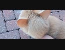 Lion Spotted!!! / ライオン発見！！！