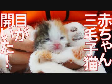 【子猫】赤ちゃん三毛イモ、目が開く！