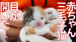 【子猫】赤ちゃん三毛イモ、目が開く！