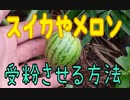 スイカやメロンを受粉させる方法