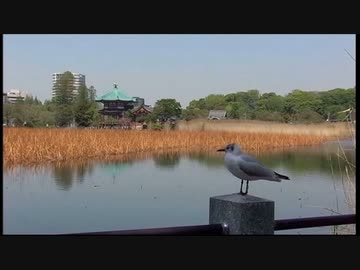 【音楽と景観】東京緑地#27｢不忍池｣