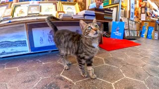 古本屋街で出会った猫をナデナデすると裏へ誘導された