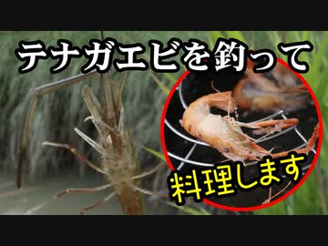 テナガエビを釣って食べる（嫌がる娘に無理やり弁当を持たせてみた息子編）