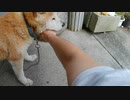 おじいちゃん犬