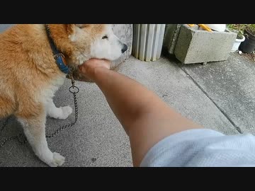 おじいちゃん犬