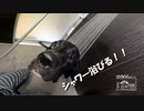 【第155回】御神楽とシャワータイム②とおやつ？とチョコ