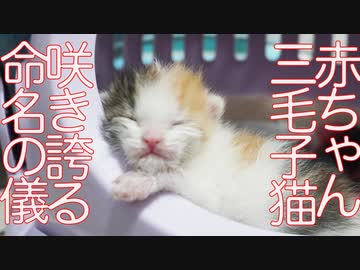【子猫】赤ちゃん三毛イモ、命名の儀