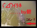 【イラね(ﾟ⊿ﾟ)ｲﾗﾈ】な～んだ。食べ物じゃない。